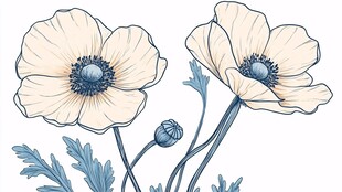 手绘清新银莲花插画