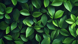 翠绿叶片组成的自然背景