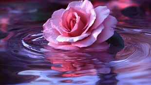水中粉玫瑰的唯美涟漪
