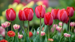艳丽红郁金香绽放花丛