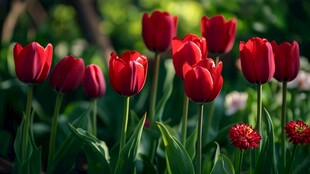 鲜艳红郁金香绽放美景