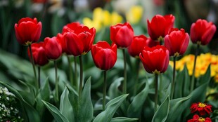 鲜艳红郁金香绽放美景