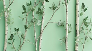 浅绿色背景的白桦树枝叶