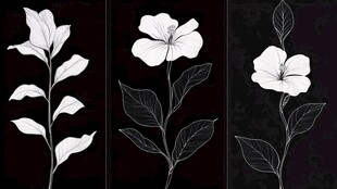 黑白花卉植物线稿插画