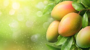 鲜嫩多汁的枝头芒果