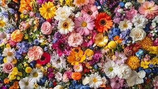 缤纷多彩鲜花大集合