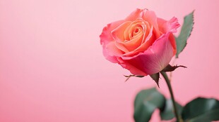 单枝粉玫瑰绽放于粉背景