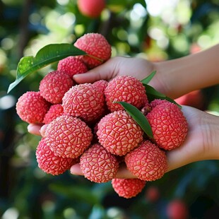 手捧鲜荔枝 果香满溢