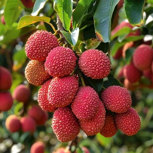 枝头饱满的新鲜红荔枝