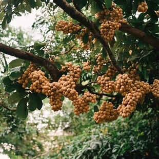 枝头饱满的黄皮果果实累累