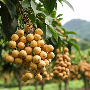 枝头饱满龙眼硕果累累