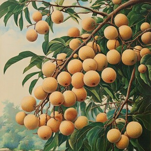 枝头累累龙眼果实饱满