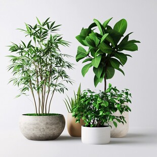 室内绿植组合 清新自然风
