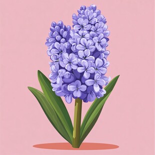 紫色风信子插画花朵特写