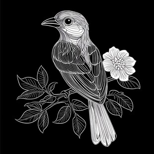 黑白花鸟线条插画