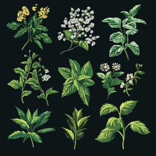 手绘多样清新药用植物集