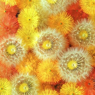 多彩蒲公英花卉图案背景