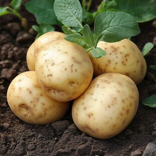 新鲜出土的有机黄皮小土豆