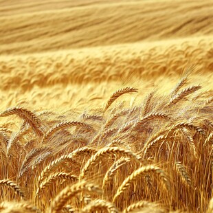 金色麦田 麦浪涌动的美景