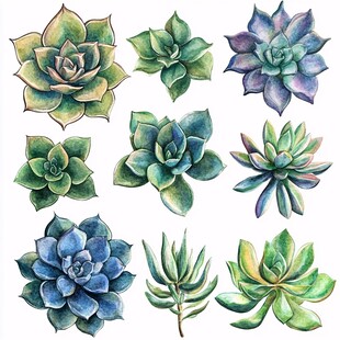 水彩绘多彩多肉植物集合