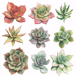 多彩手绘多肉植物集合