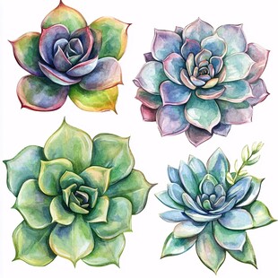 水彩绘多彩多肉植物集合