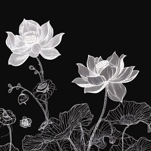 黑白线描荷花优雅绽放