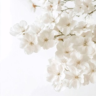 洁白樱花绽放枝头