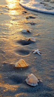 夕阳下沙滩上的贝壳与海星