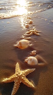 沙滩上的海星与贝壳美景