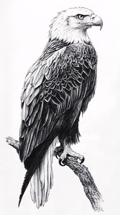 黑白素描老鹰栖息枝头