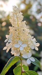 阳光下的洁白绣球花