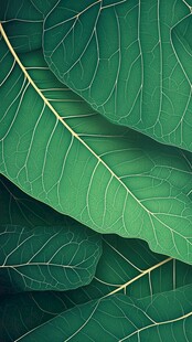 翠绿叶片纹理特写