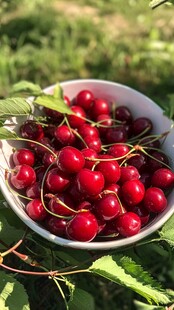 碗中鲜红饱满的诱人樱桃