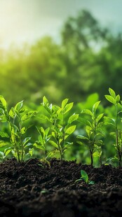 嫩绿幼苗破土生长