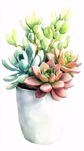 水彩风多肉盆栽插画