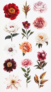 多样花卉插画图案展示