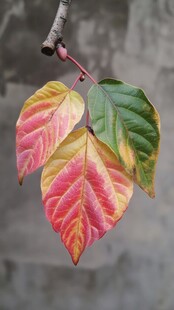 多彩秋叶挂枝头