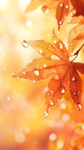 秋韵 带露枫叶美如画