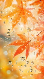 秋枫叶上晶莹水珠美景