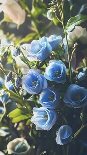 梦幻蓝花绽放于绿意间