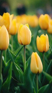 黄色郁金香花海