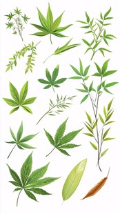 多种绿叶植物素材集合