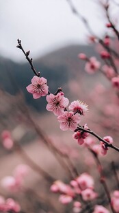 枝头绽放的粉嫩梅花