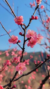 枝头绽放的娇艳粉色梅花