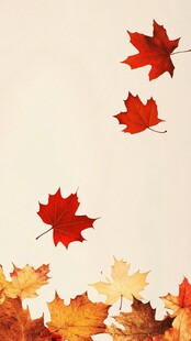 飘落的多彩枫叶