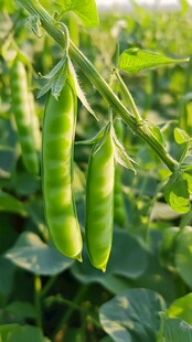 鲜嫩豌豆挂枝头