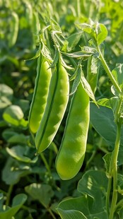 鲜嫩豌豆挂枝头