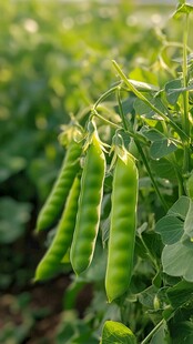 田间鲜嫩的青豌豆