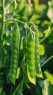 鲜嫩豌豆挂枝头